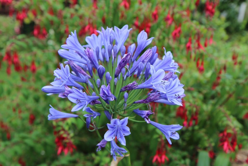 lesjardinsdepoigny-Provins-agapanthes