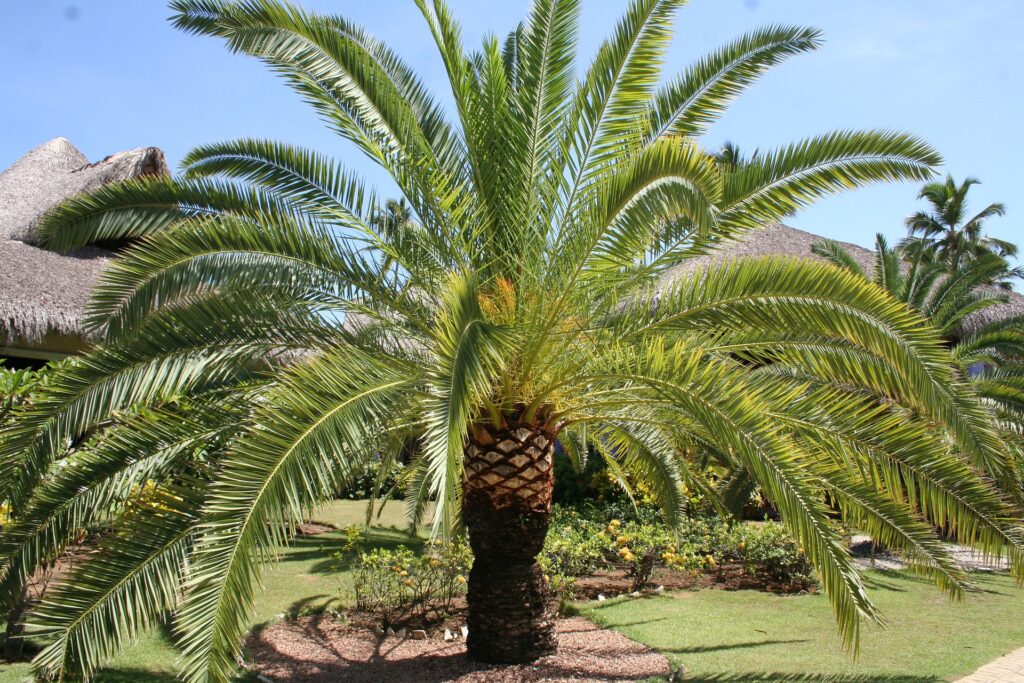 lesjardinsdepoigny-Provins-palmier