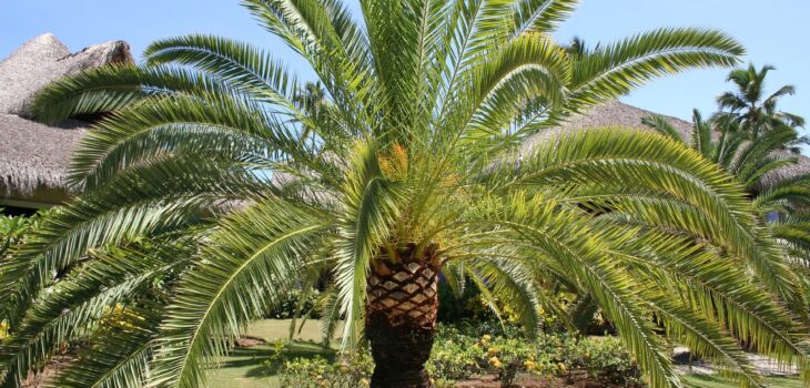 lesjardinsdepoigny-Provins-palmier