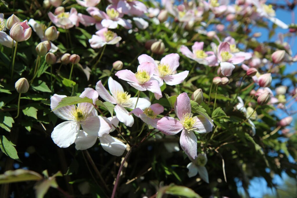 lesjardinsdepoigny-Provins-boutique-clematite