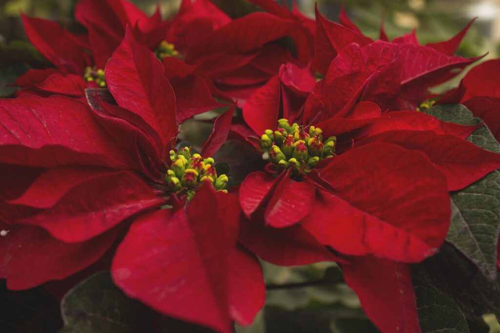 lesjardinsdepoigny-Provins-boutique-decoration-noel