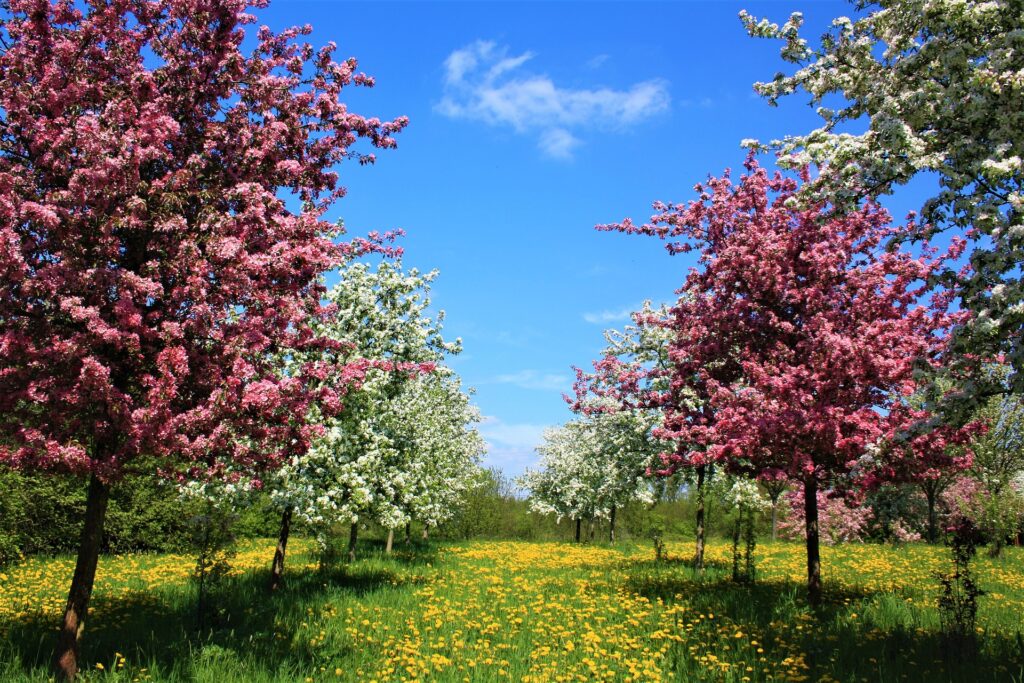 les jardins de poigny specialiste du jardin à Provins Seine-et-Marne boutique Poigny pepiniere arbres fruitiers