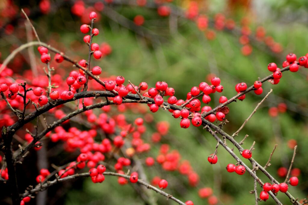 les jardins de poigny specialiste du jardin à Provins Seine-et-Marne boutique Poigny pepiniere cotoneaster