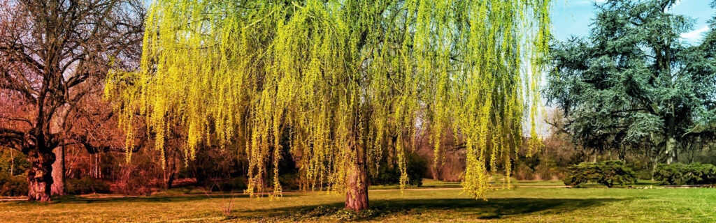 les jardins de poigny specialiste du jardin à Provins Seine-et-Marne boutique Poigny pepiniere arbres pleureurs