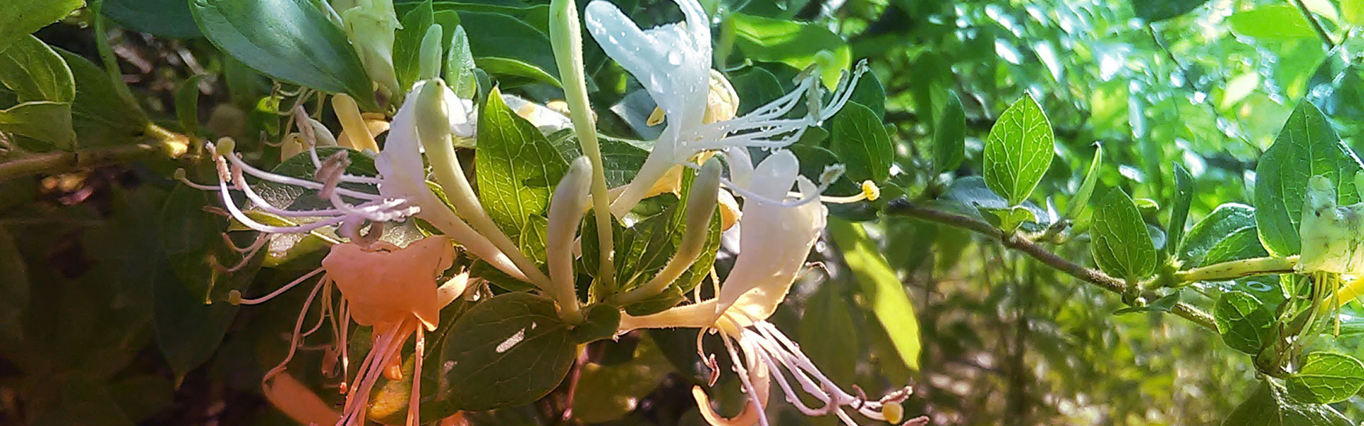 les jardins de poigny specialiste du jardin à Provins Seine-et-Marne boutique Poigny plante