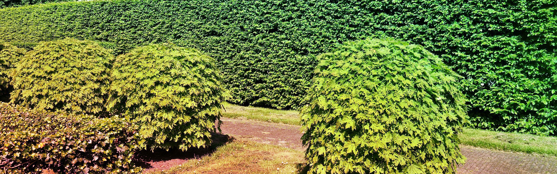 les jardins de poigny specialiste du jardin à Provins Seine-et-Marne boutique Poigny pepiniere haie