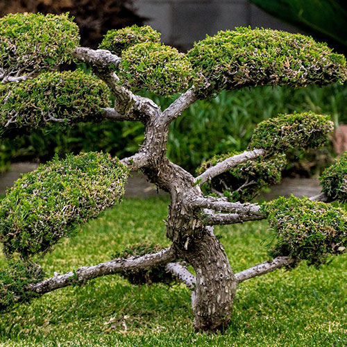 lesjardinsdepoigny-Provins-boutique-ilex-crenata