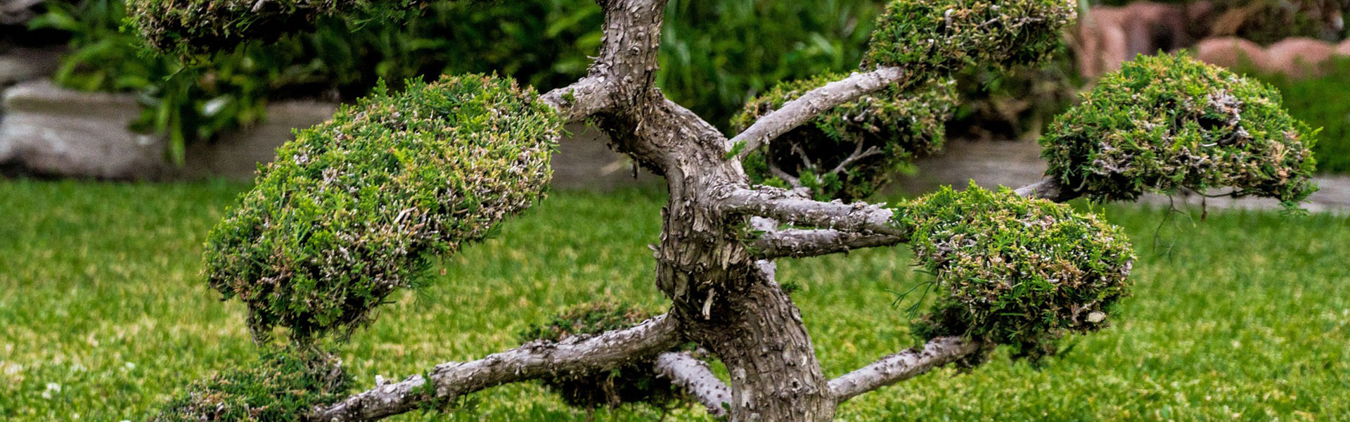 lesjardinsdepoigny-Provins-boutique-ilex-crenata