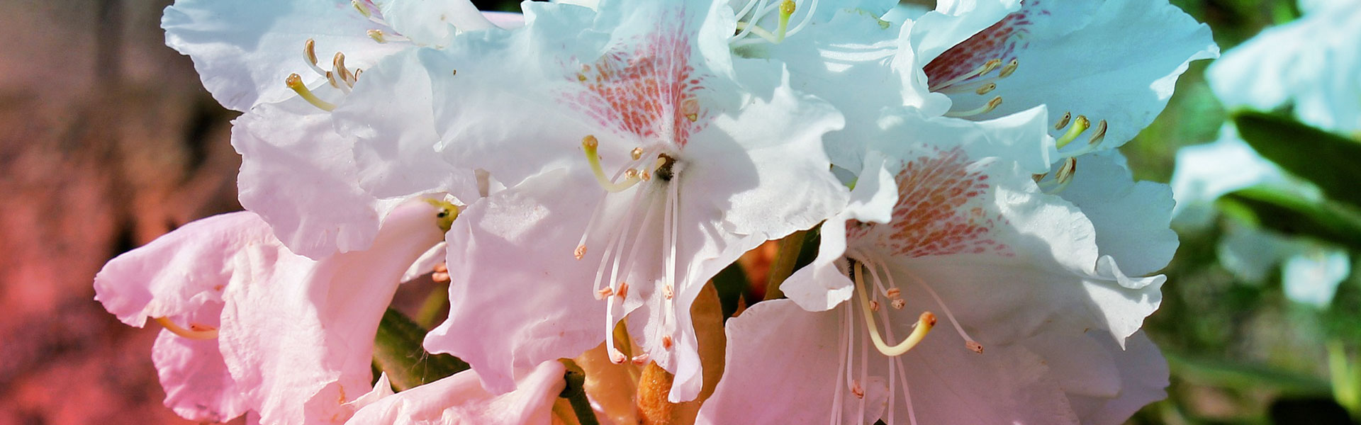 lesjardinsdepoigny-Provins-boutique-rhododendron