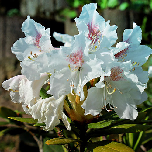 lesjardinsdepoigny-Provins-boutique-rhododendron