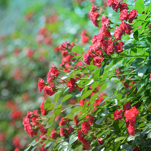 lesjardinsdepoigny-Provins-boutique-rosier