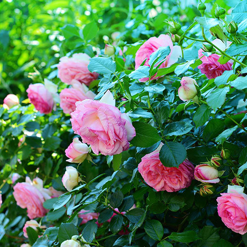 lesjardinsdepoigny-Provins-boutique-rosier