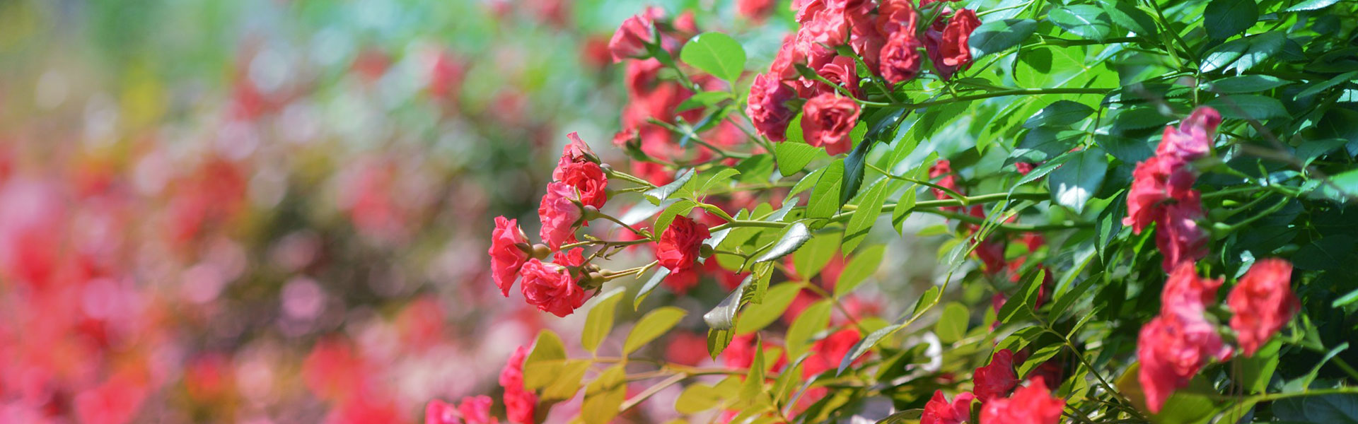 lesjardinsdepoigny-Provins-boutique-rosier