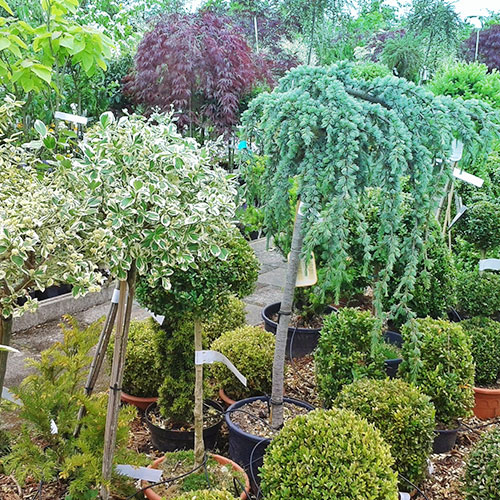 les jardins de poigny specialiste du jardin à Provins Seine-et-Marne boutique Poigny pepiniere