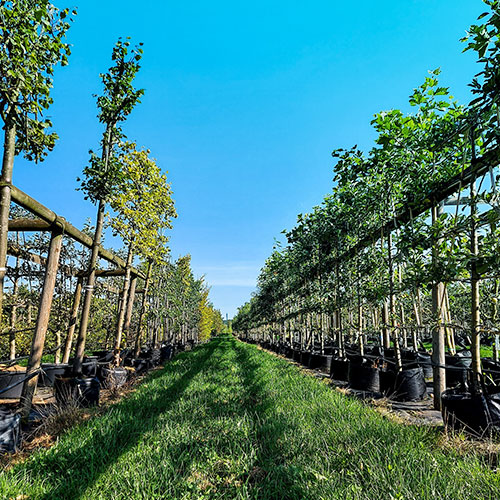 les jardins de poigny specialiste du jardin à Provins Seine-et-Marne boutique Poigny pepiniere