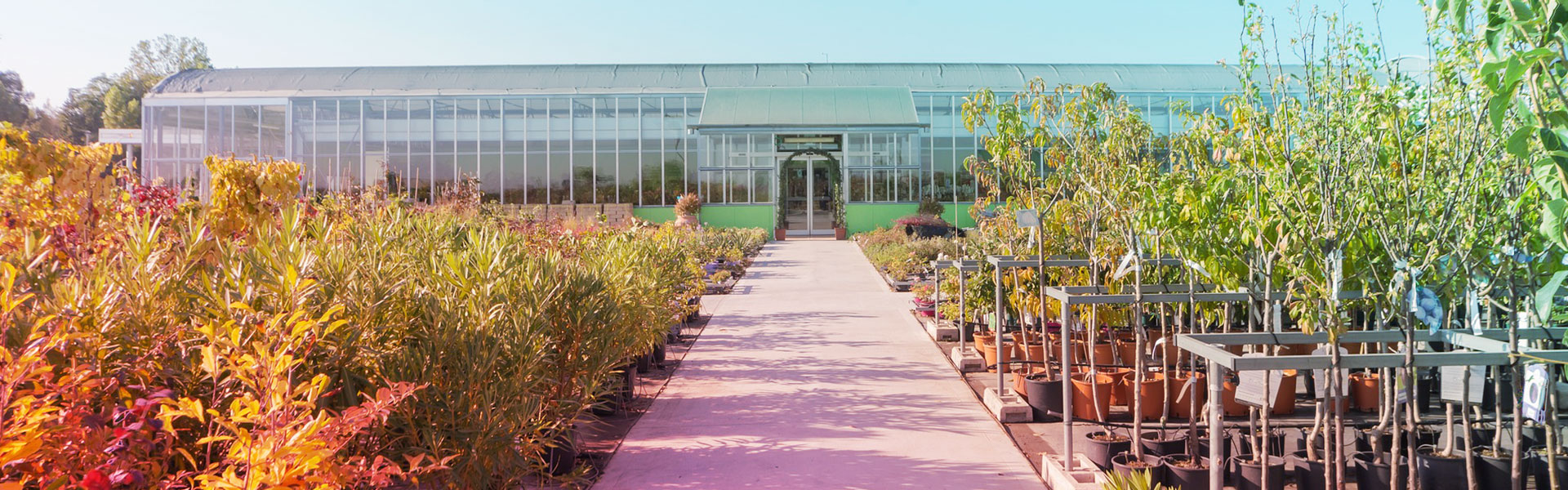 les jardins de poigny specialiste du jardin à Provins Seine-et-Marne boutique Poigny pepiniere