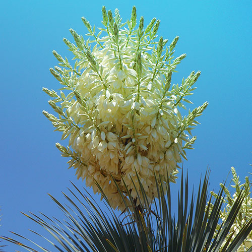 lesjardinsdepoigny-Provins-yucca fleurs