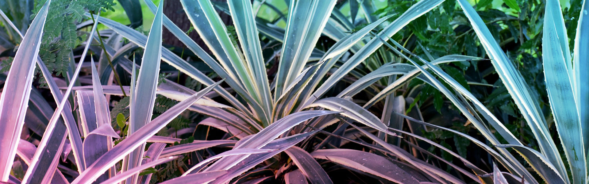 lesjardinsdepoigny-Provins-yucca