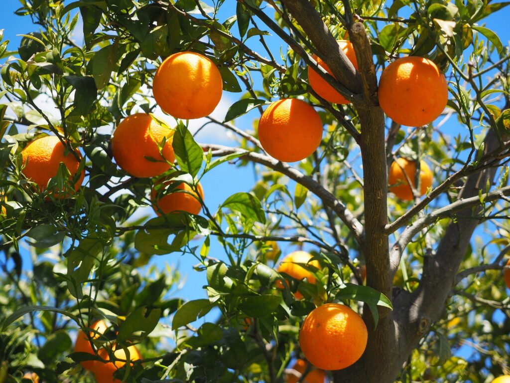 les jardins de poigny specialiste du jardin à Provins Seine-et-Marne boutique Poigny pepiniere arbres fruitiers