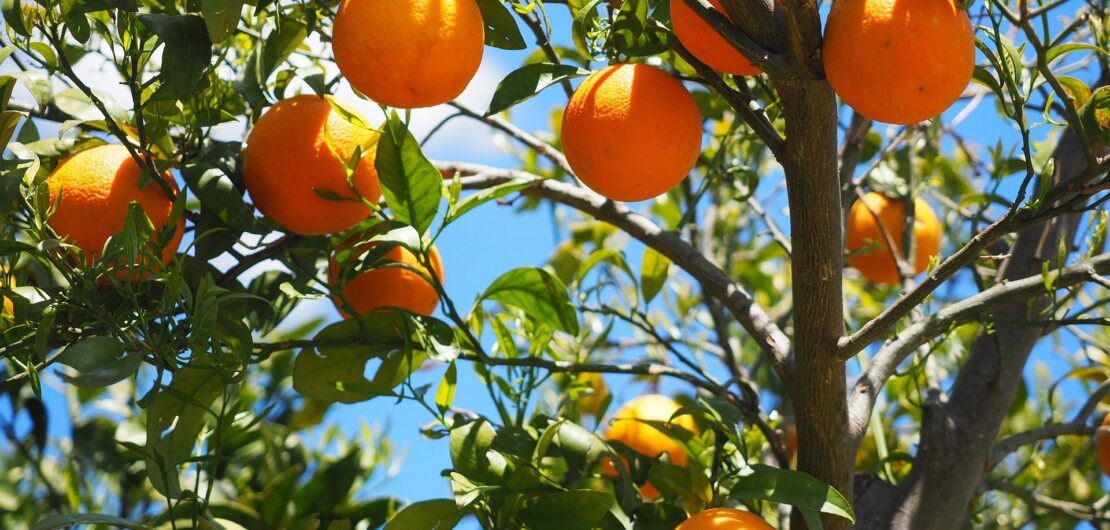 les jardins de poigny specialiste du jardin à Provins Seine-et-Marne boutique Poigny pepiniere arbres fruitiers