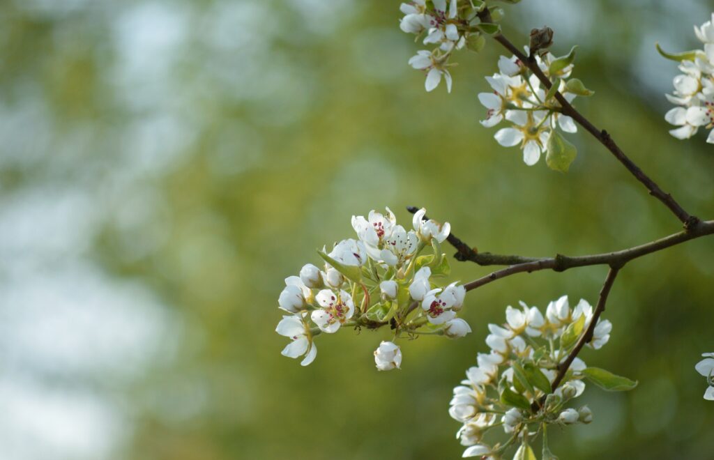 les jardins de poigny specialiste du jardin à Provins Seine-et-Marne boutique Poigny pepiniere arbres fruitiers