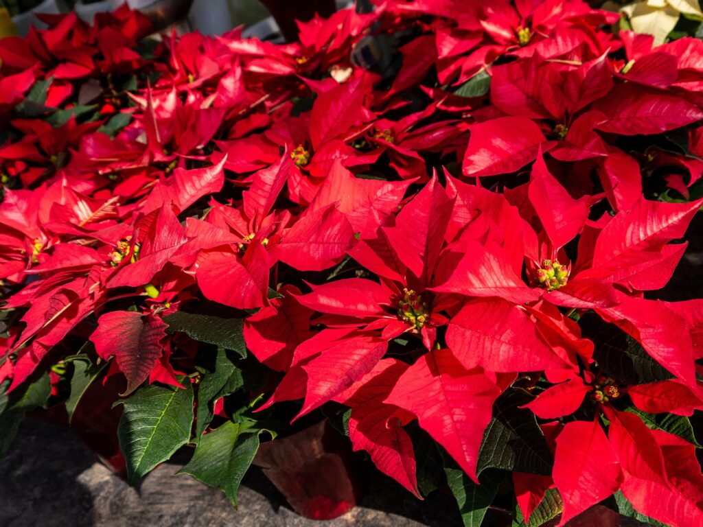 lesjardinsdepoigny-Provins-boutique-decoration-noel-poinsettia