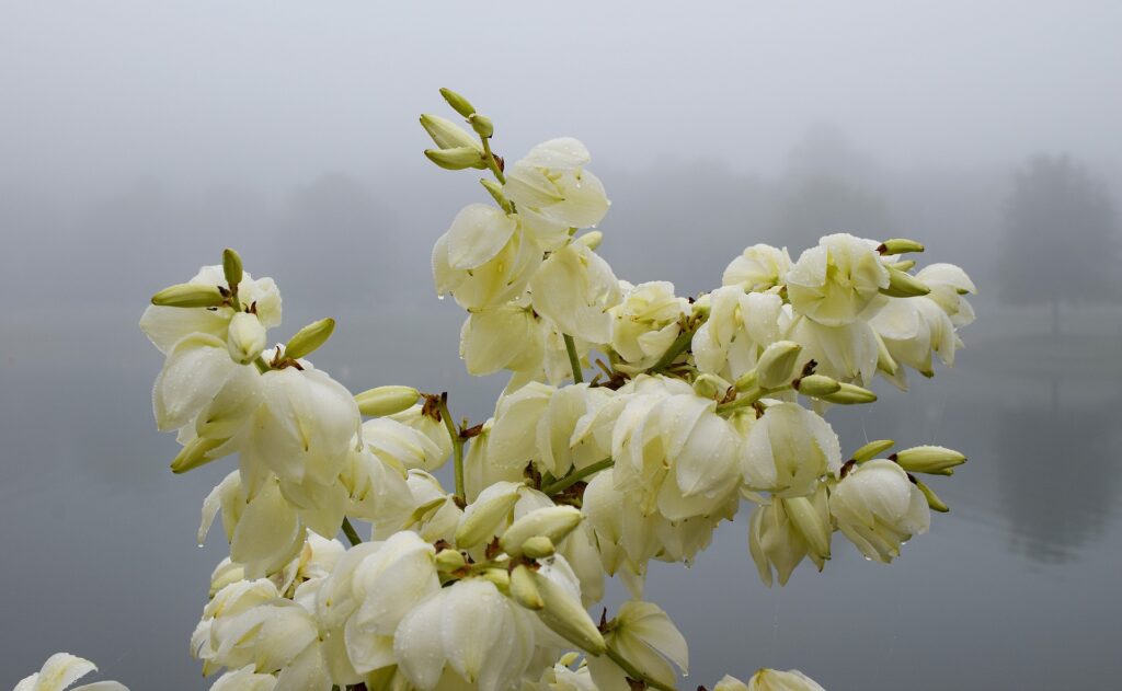 lesjardinsdepoigny-Provins-yucca