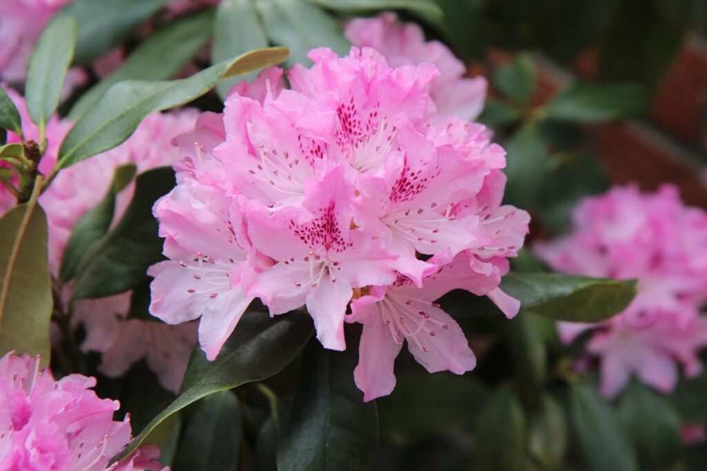 les jardins de poigny specialiste du jardin à Provins Seine-et-Marne boutique rhododendron