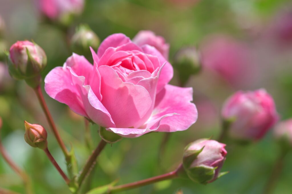 lesjardinsdepoigny-Provins-boutique-rosier