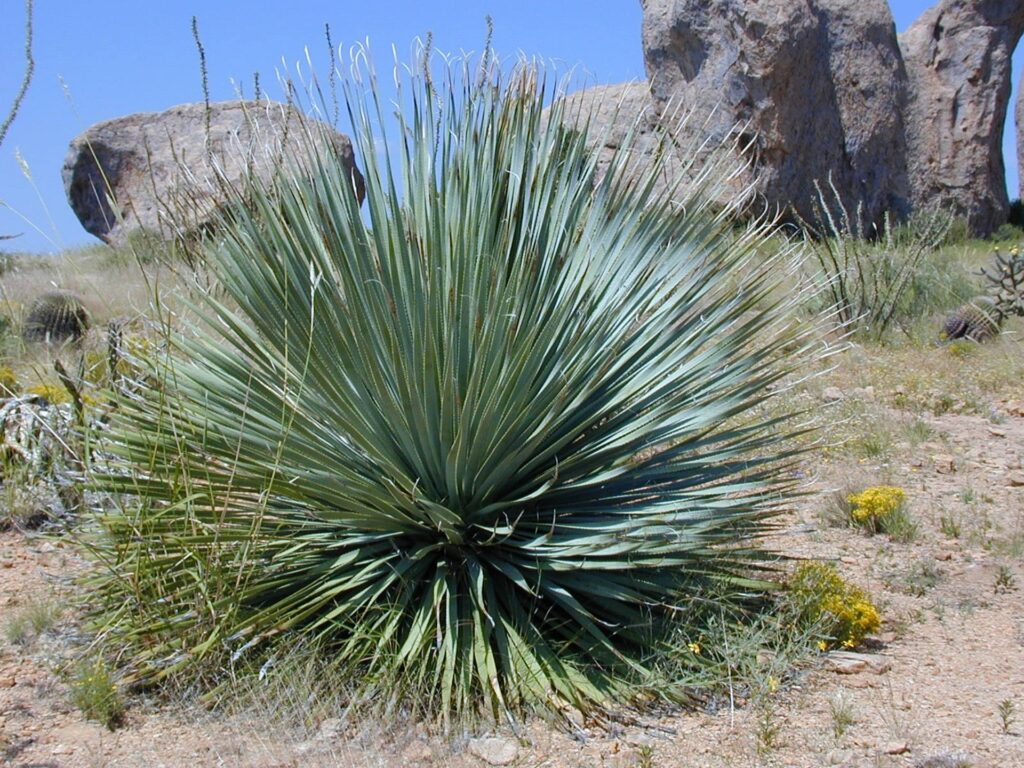 lesjardinsdepoigny-Provins-yucca