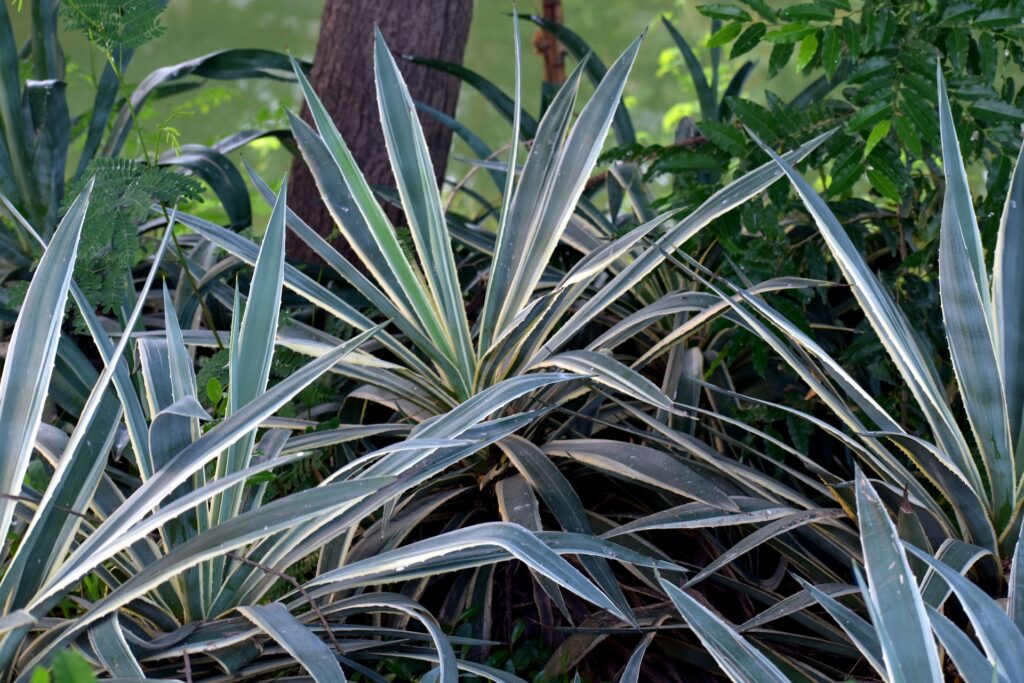 lesjardinsdepoigny-Provins-yucca