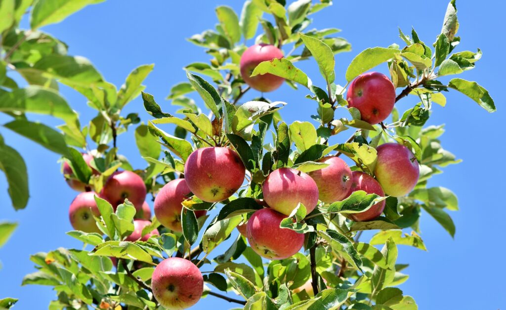 lesjardinsdepoigny-Provins-pommier