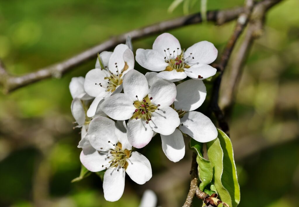 lesjardinsdepoigny-Provins-fleurs-poirier